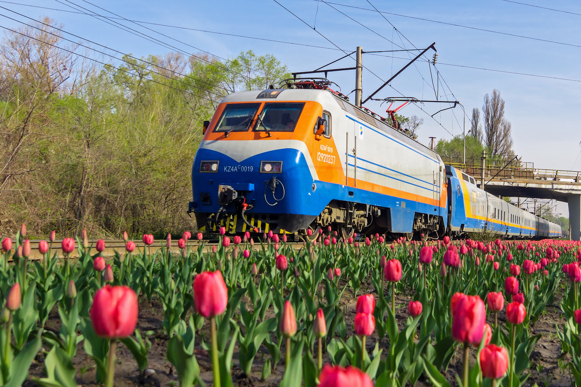 Train in Tulip Field
